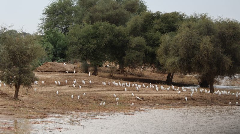 Hérons blancs sur les berges — Loboudou, restauration des écosystèmes, Mauritanie
