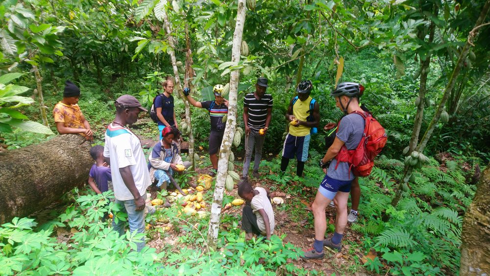 Récolte de cacao en forêt — famille locale et visiteurs, projet de village AfriK'Écotour